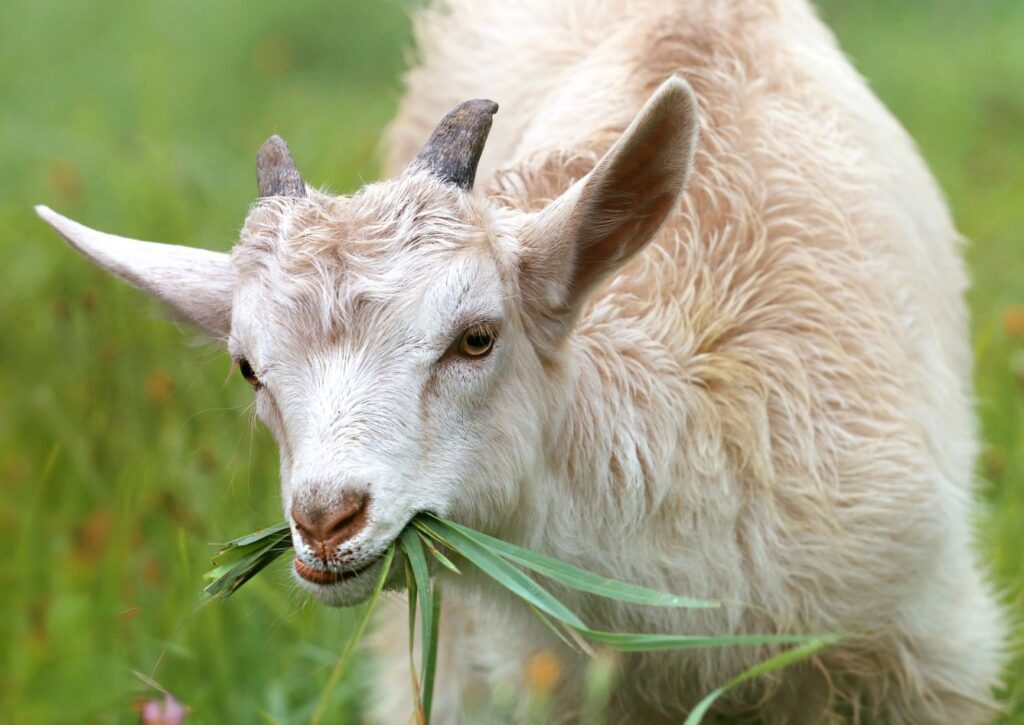 Cabra mastigando grama illustrando o tópico de cabra em inglês no post sobre animais da fazenda em inglês