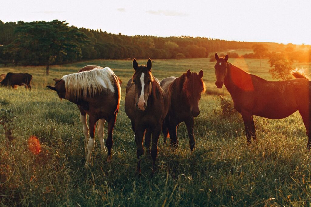 Cavalos no pasto ilustrando o tópico de cavalo em inglês no post sobre animais da fazenda em inglês