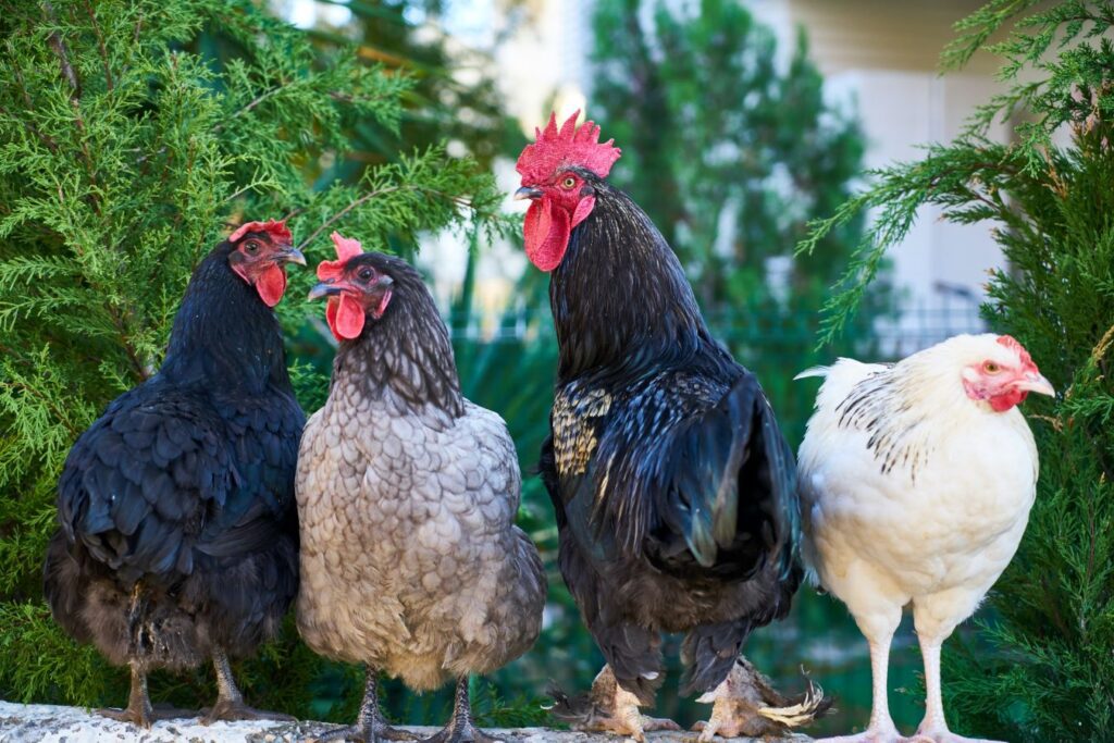 Quatro galinhas lado a lado representando o tópico sobre galinha em inglês no post sobre animais da fazenda em inglês