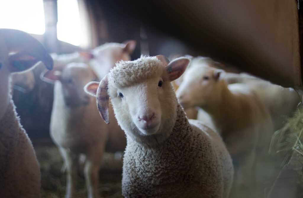 Ovelha com outras desfocadas no fundo ilustrando o tópico de ovelha em inglês no post sobre animais da fazenda em inglês