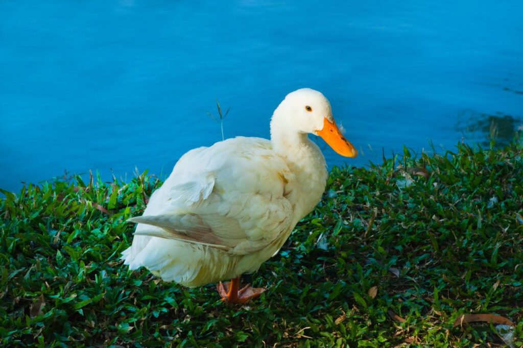 Pato na beira de um lago para ilustrar como se fala pato em inglês no post sobre animais da fazenda em inglês
