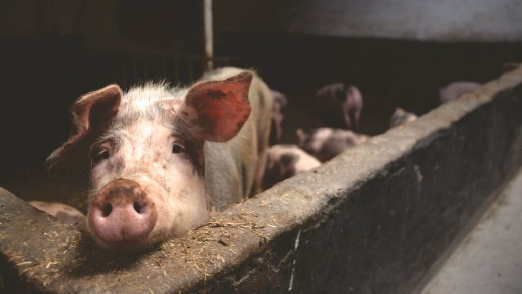 Porco na quina do curral representando o tópico de porco em inglês no post sobre animais da fazenda em inglês