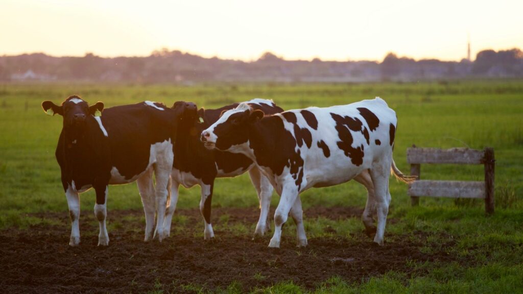 Vacas no pasto ilustrando o tópico sobre vaca em inglês no post sobre animais da fazenda em inglês
